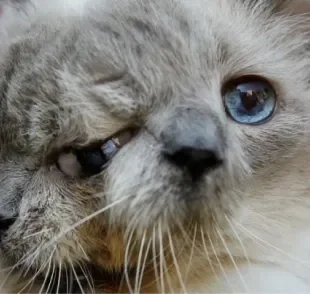 O gato janus nasce com duas faces e tem uma expectativa de vida muito baixa