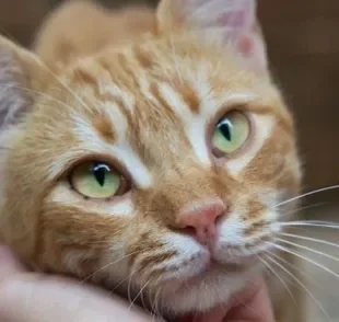  O gato vomitando ração pode ser ansiedade ou graves problemas de saúde felino 