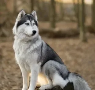 O Husky Siberiano é um cachorro apaixonante e cheio de curiosidades