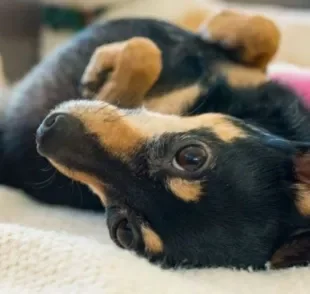  Infecções e doenças no pênis do cachorro podem ser bem dolorosas 