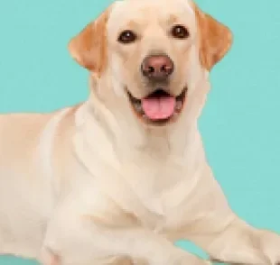 O cachorro Labrador encanta todo mundo com seu jeitinho fofo e sempre alegre