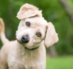Leishmaniose canina: saiba mais sobre a doença que pode ser fatal e transmitida para humanos!