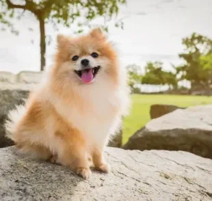 Lulu da Pomerânia ou Spitz Alemão Anão: conheça mais sobre o cachorro de porte pequeno que conquista todo mundo