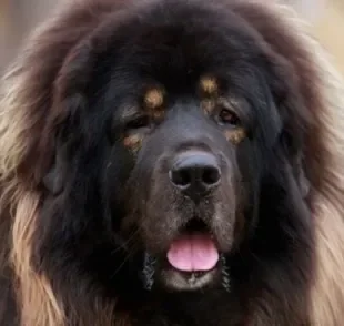  Mastim Tibetano: preço de um dos cachorros mais caros do mundo se deve à sua raridade e destreza 