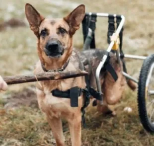  Vista como uma doença de cachorro grande, a Mielopatia degenerativa deixa o animal sem os movimentos das patas 