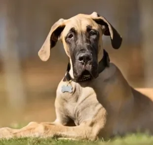 O nome de cachorro macho reflete as características do pet, ainda mais quando é um cachorro grande