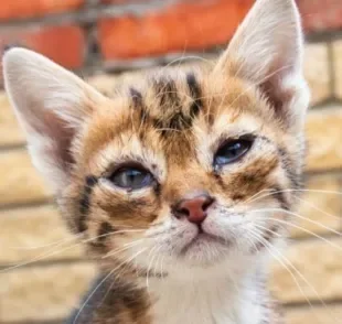 Secreção no olho do gato filhote pode ser sinal de quadros mais graves