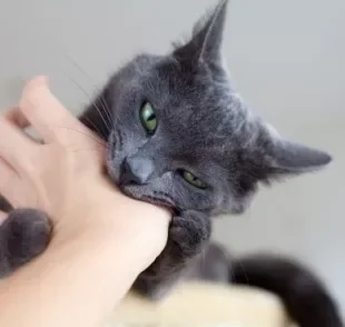 A mordida de gato na mão pode causar feridas graves, dependendo da força que o animal exerce