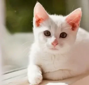 Sonhar com gato branco pode ter significados diferentes