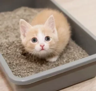 A caixa de areia do gato deve ser posicionada em um lugar tranquilo e silencioso