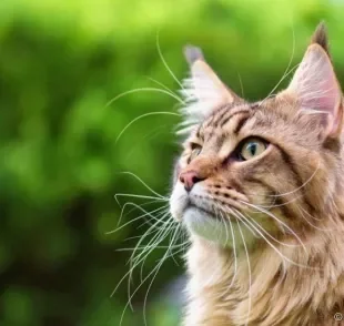 As vibrissas estão localizadas tanto no bigode de gato, como também acima dos olhos e no queixo