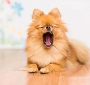 O cachorro bocejando pode significar várias coisas diferentes