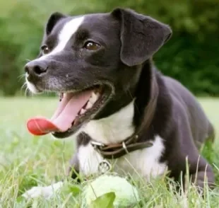 A respiração do cachorro permite que o corpo realize a troca gasosa e se mantenha vivo