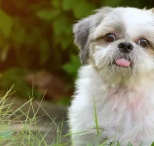 O cachorro Shih Tzu é dócil e companheiro