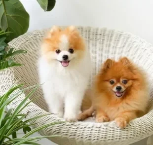 Os nomes para Lulu da Pomerânia podem ser bem criativos, chiques e fofos