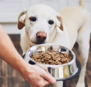  Para saber quando mudar a ração do cachorro e como fazer a troca do jeito certo, converse com um especialista 