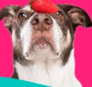 As frutas que cachorro pode comer precisam de atenção