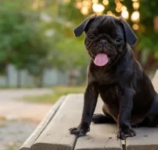 Veja qual é a raça de cachorro ideal para quem não curte passar tanto tempo fazendo exercício