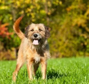 Descubra quais as raças de cachorro mais populares do Brasil