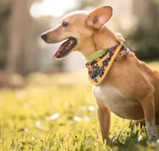  O saco de arrasto é um auxílio para o pet paraplégico
