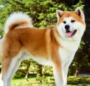 O Akita é um cachorro japonês com várias qualidades memoráveis
