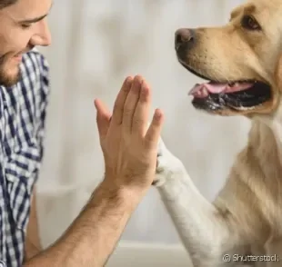 As raças de cachorro mais inteligentes vão te surpreender!