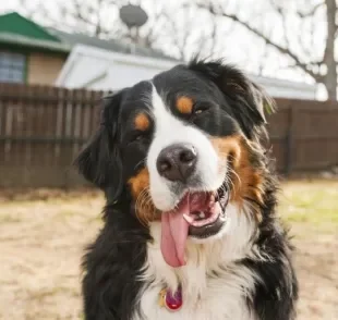 O Bernese é um cachorro que traz muita felicidade para qualquer família
