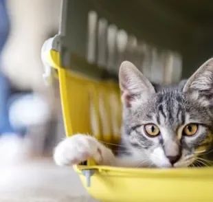 Qual a melhor: caixa de transporte para gatos ou bolsa de transporte? Descubra a resposta!
