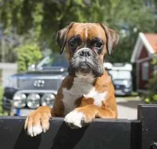 O Boxer é um cachorro engraçado e, ao mesmo tempo, protetor