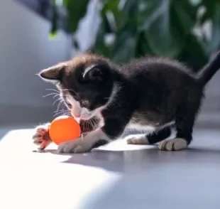 Os brinquedos para gatos filhotes são ótimos para o desenvolvimento do animal