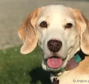 Guga é um Beagle que adora comer, passear ao ar livre e ficar em casa curtindo a família