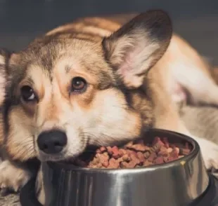 Cachorro com prisão de ventre pode perder o apetite e ficar apático.