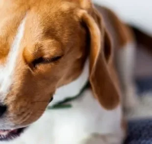  Tosse de cachorro seca tem várias causas e pode ser grave 