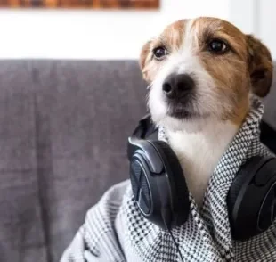  Dog sitter: curta um festival de música ou viagens sem se preocupar com o seu pet 