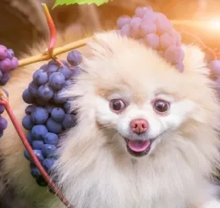 Será que cachorro pode comer uva? Entenda os riscos do alimento para a saúde dos cães