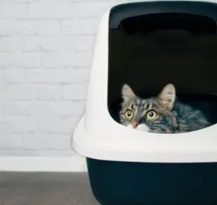 A caixa de areia para gatos precisa ser posicionada em um ambiente que ofereça privacidade ao pet