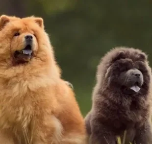 O Chow Chow é um cachorro retraído, mas que pode ser um ótimo cãopanheiro!