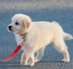  Posso dar banho no cachorro antes da vacina ou passear com ele? Saiba aqui! 