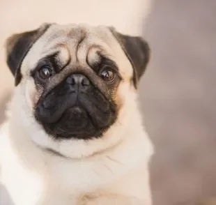 O Pug é um cachorro com dobrinhas que precisa de cuidados especiais na região do rosto