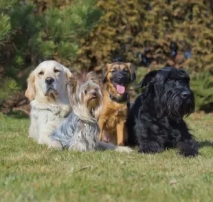 Cada raça de cachorro tem uma característica que a torna distinta das outras. Você consegue identificar qual é a do seu cãozinho?