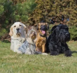 Cada raça de cachorro tem uma característica que a torna distinta das outras