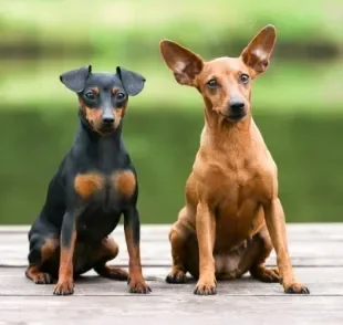  Saber como adestrar um Pinscher evita atitudes indesejadas 