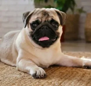 Raças como Pug, Shar Pei e Bulldogs costumam sofrer com problemas de saúde com mais frequência