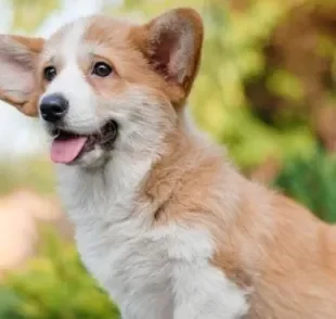 O cachorro Corgi tem uma aparência fofa, mas esconde uma personalidade protetora de cachorro pastoreio