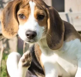  A dermatite em cachorro é uma dolorosa inflamação na pele 