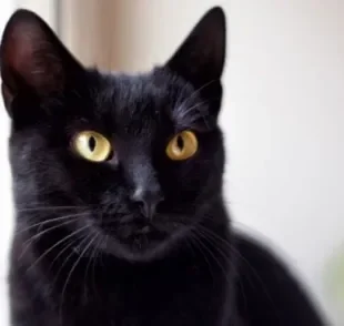 A dermatite em gatos é uma doença de pele comum que pode ter diferentes causas