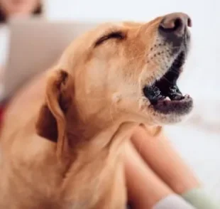  Descubra se pode dar calmante para cachorro que não para de latir