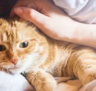 O gato de suporte emocional é um pet mais que especial pois sua companhia faz bem ao tutor