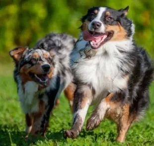 Aprender como socializar cachorros permite uma melhor relação entre pet e outros animais