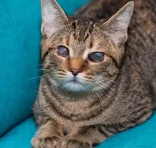  O olho de gato cego é característico pela ausência de pupila e película branca, cinza ou azul ao redor dos olhos 